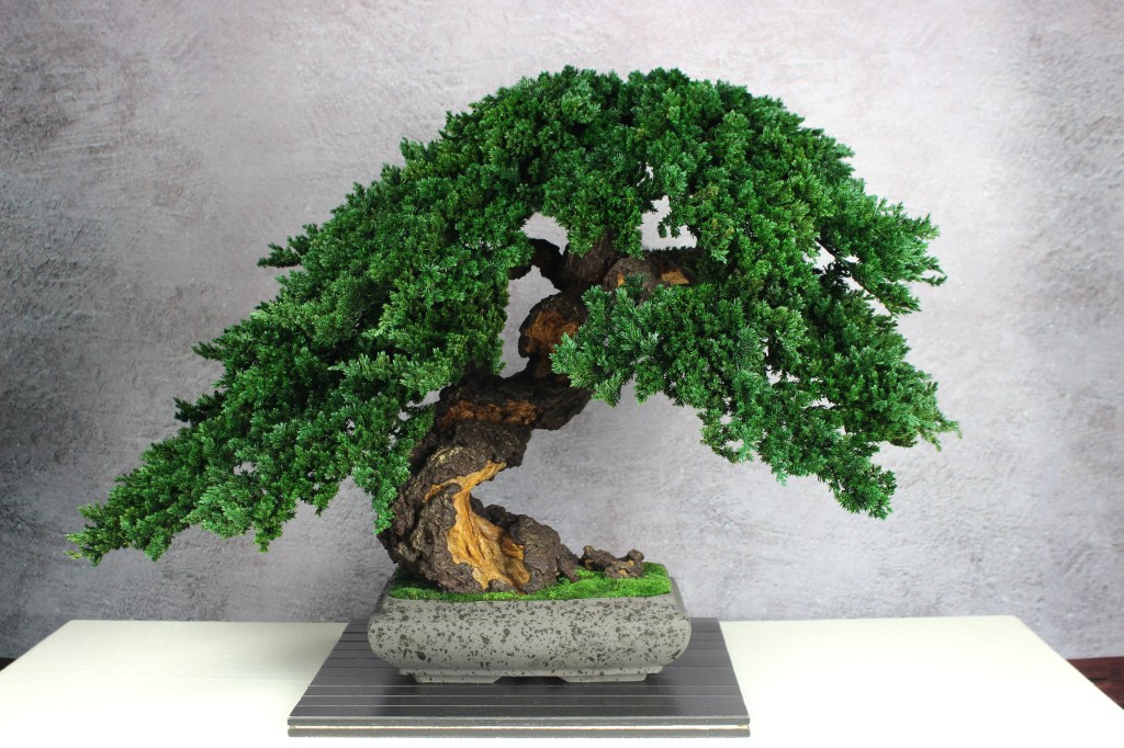 Bonsai tree in a ceramic pot.