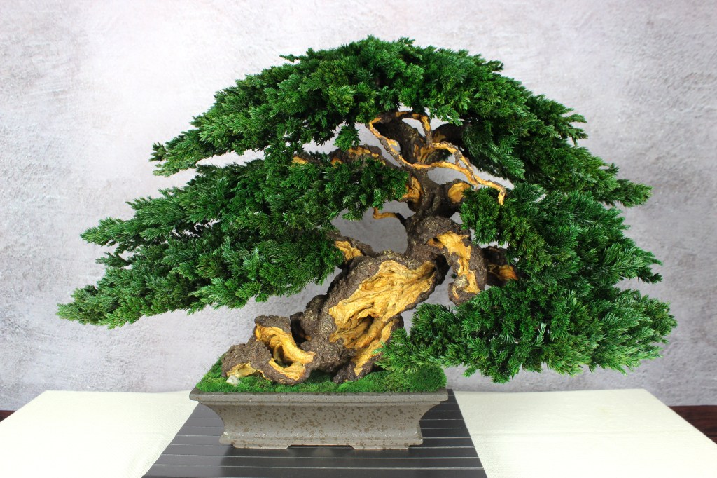 Bonsai tree in a ceramic pot.