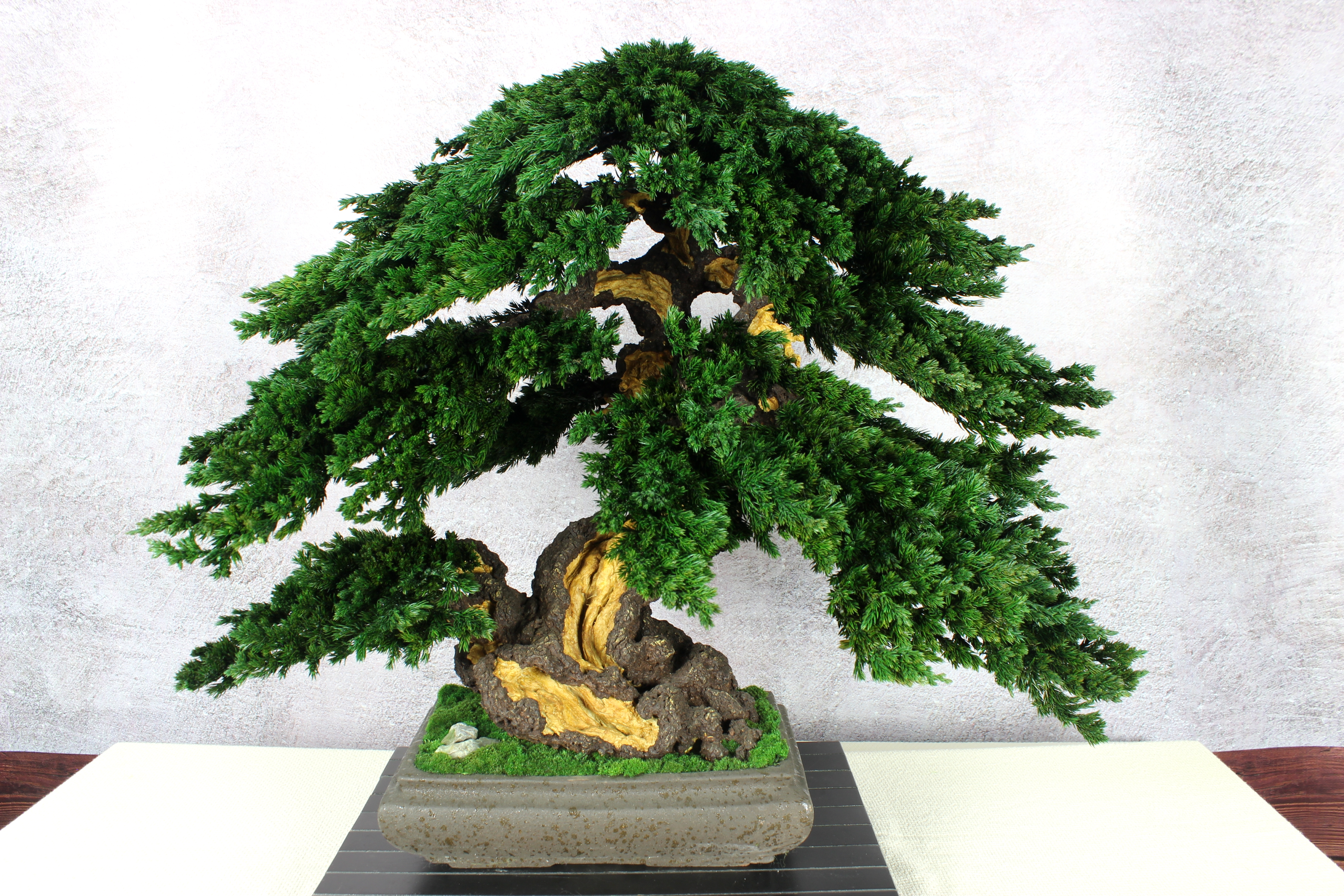 Bonsai tree in a ceramic pot.