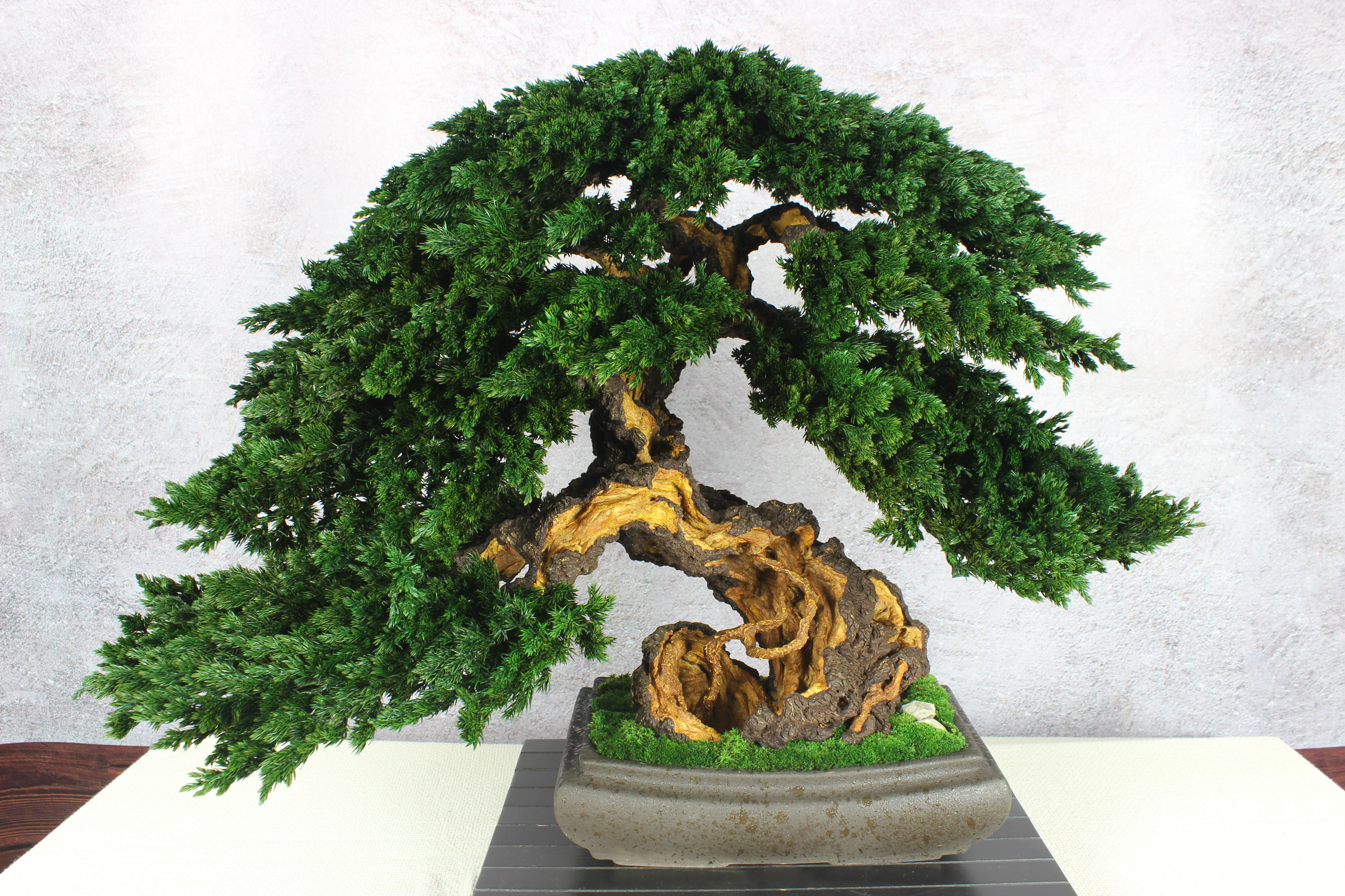 Bonsai tree in a ceramic pot.