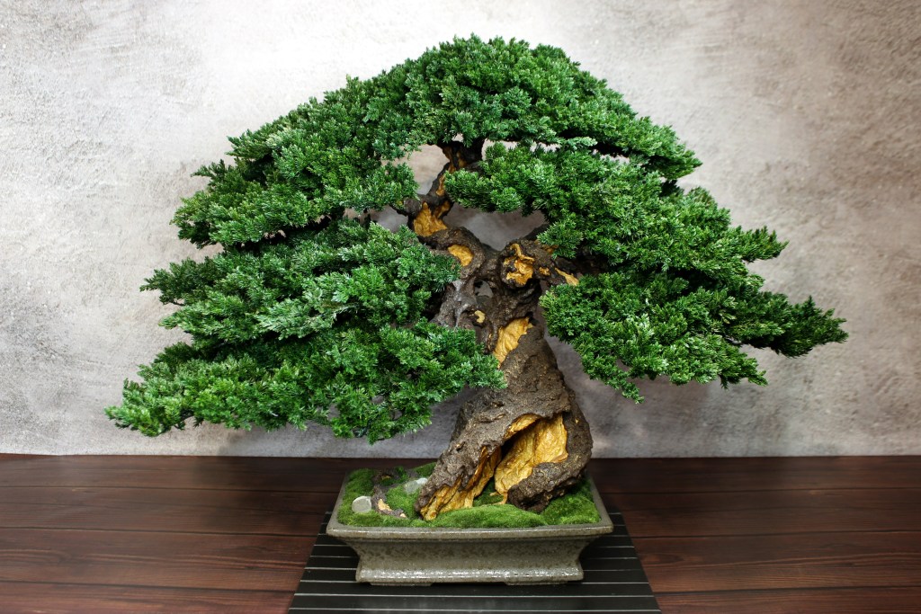 Bonsai tree in a ceramic pot.