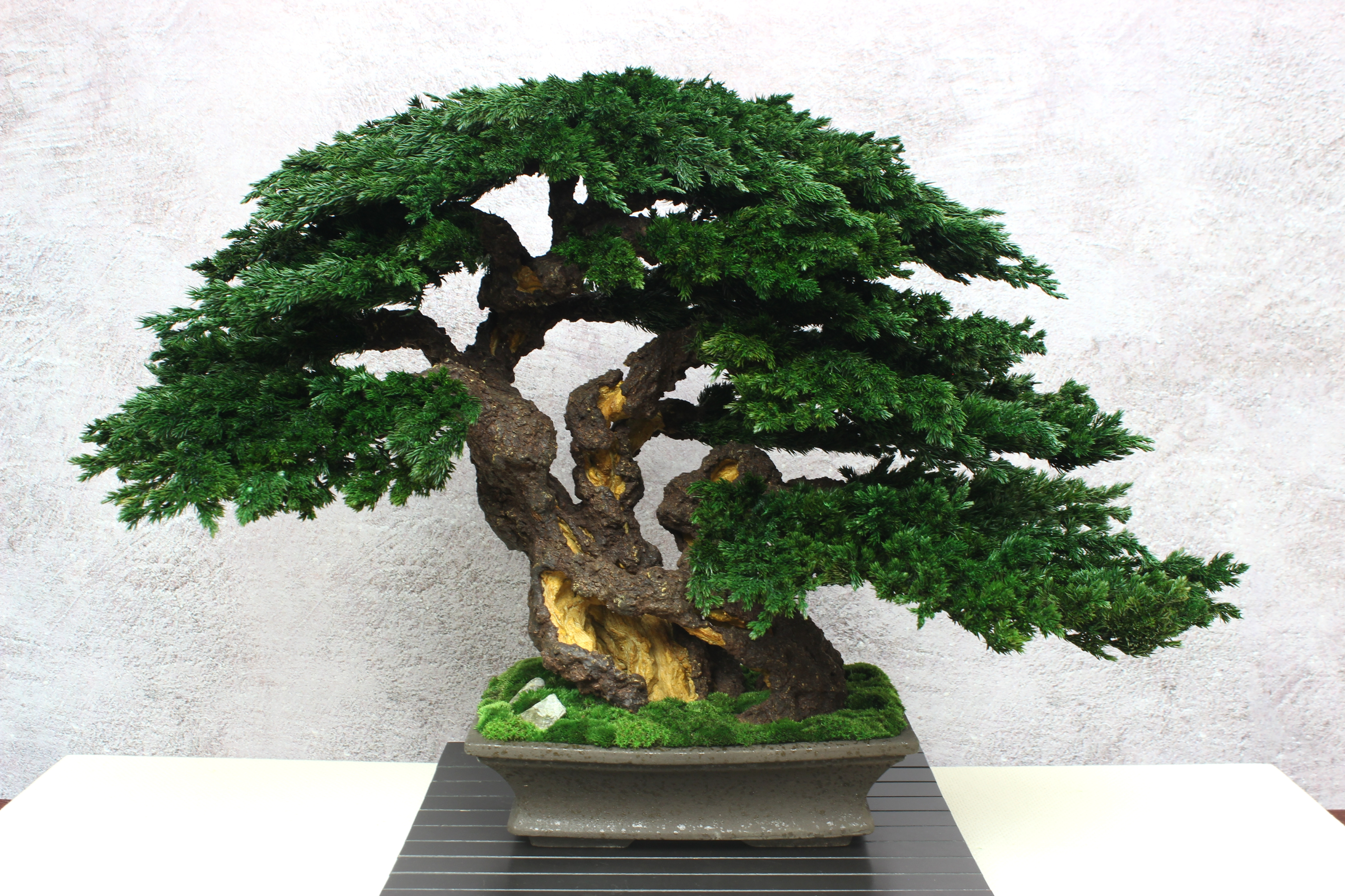 Bonsai Tree in a ceramic pot