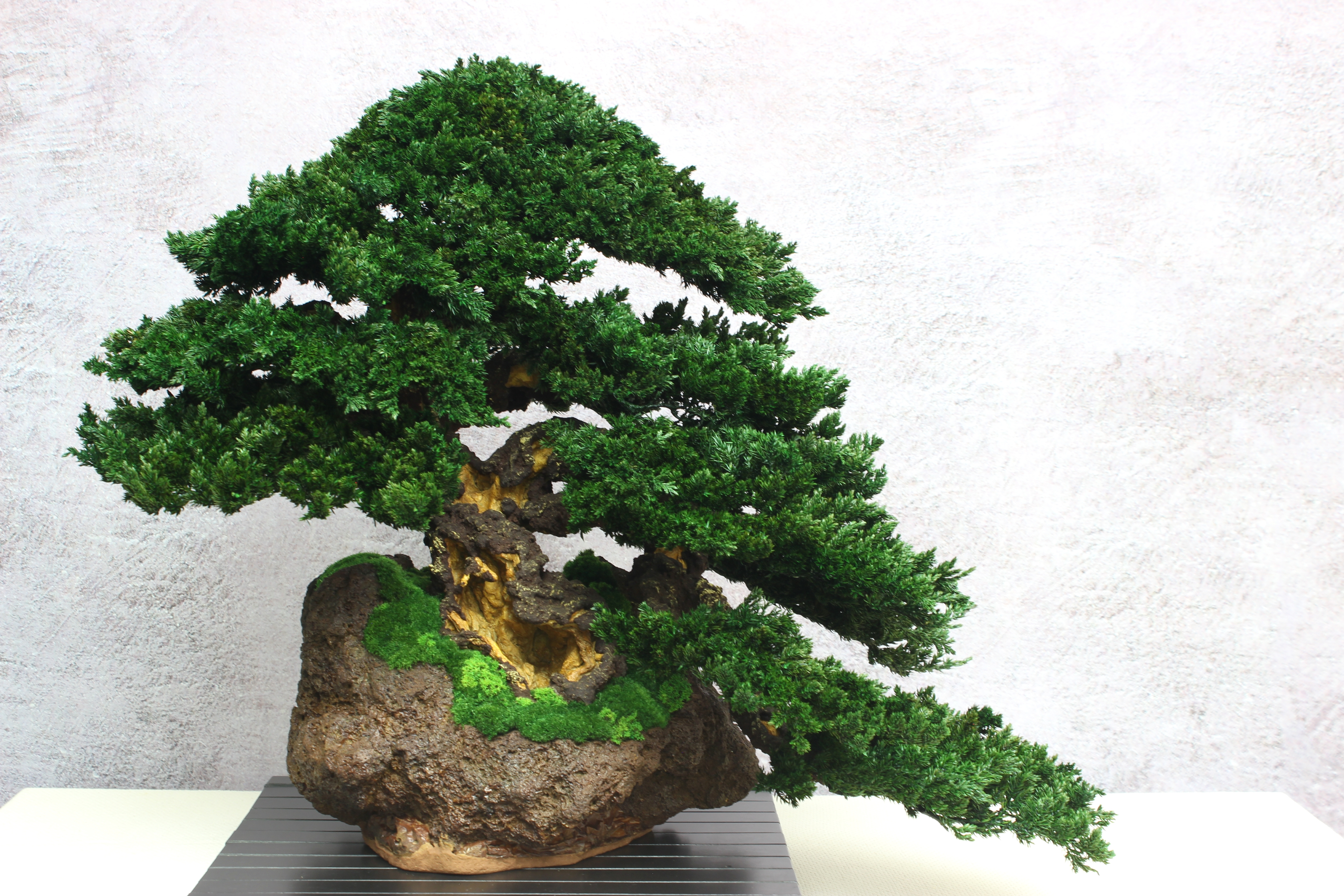 Bonsai tree in a ceramic pot