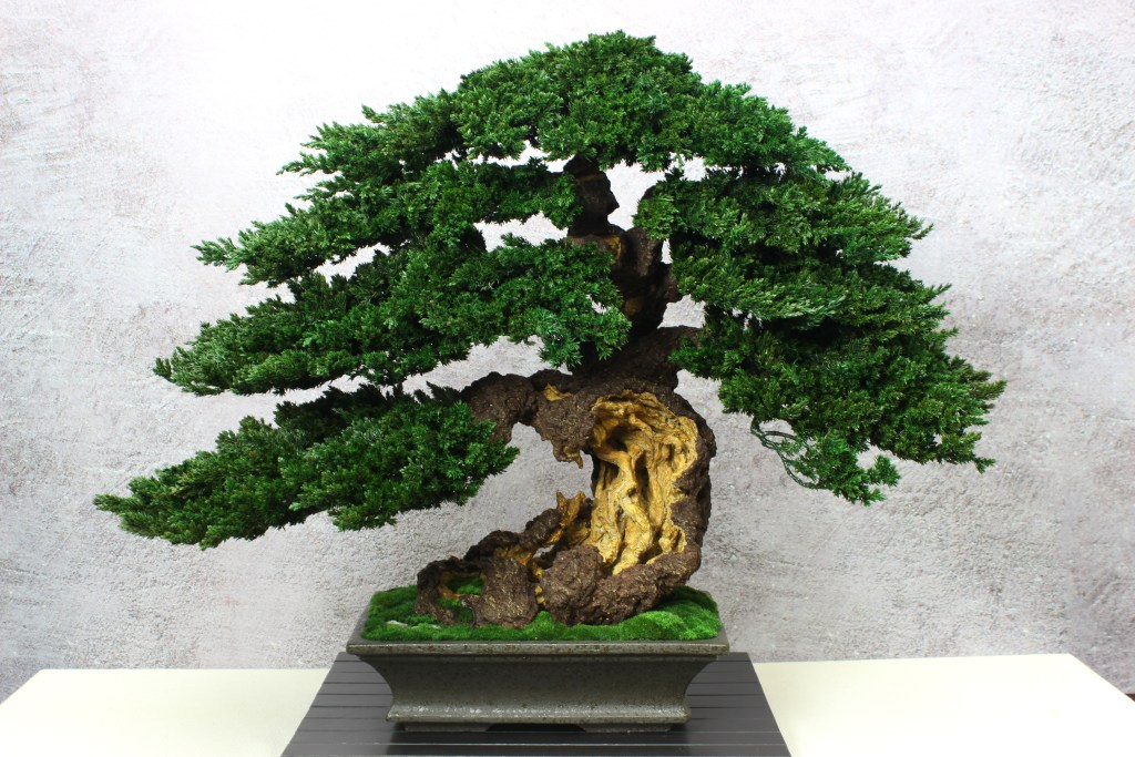 Bonsai tree in a ceramic pot