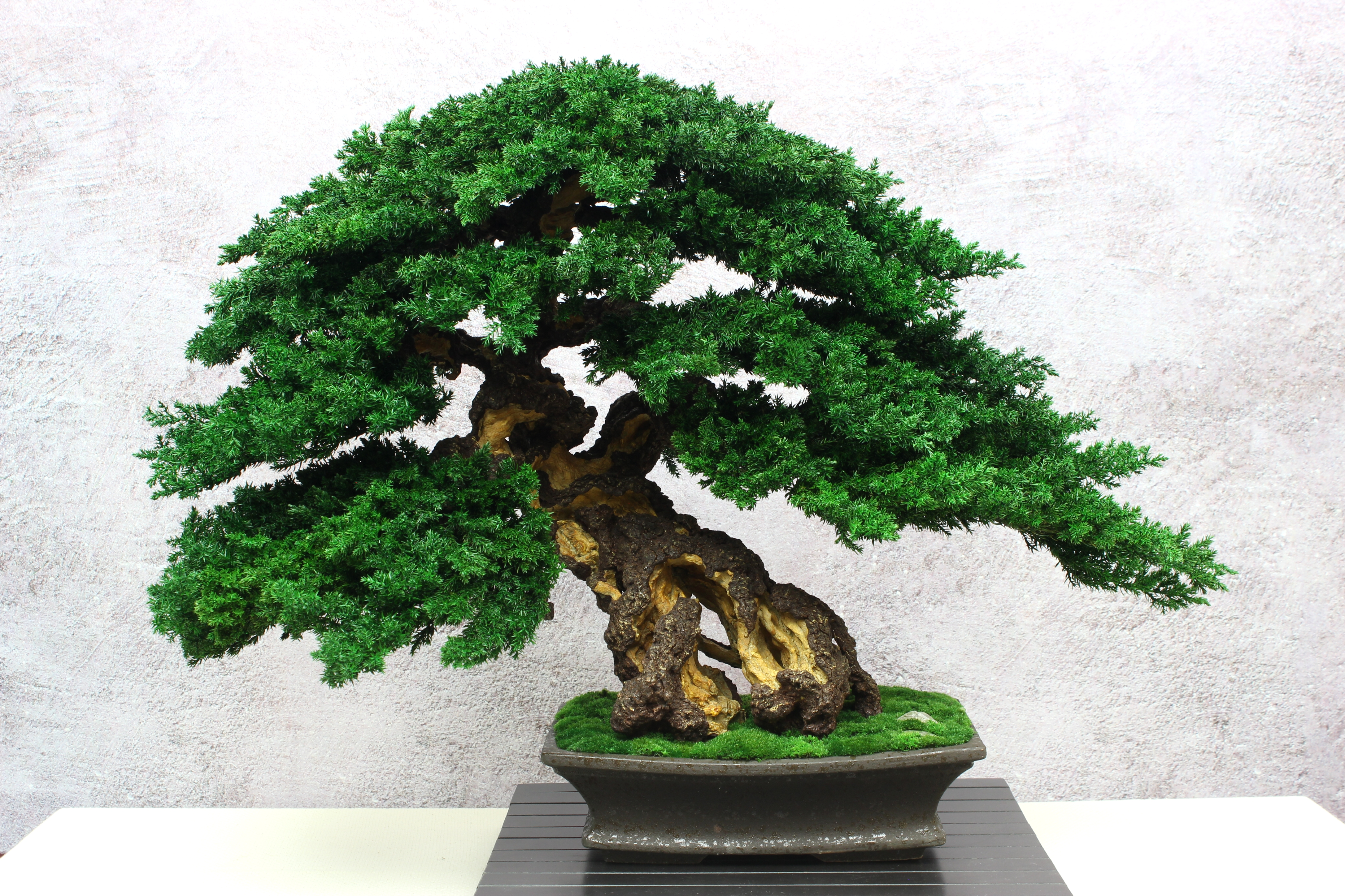 Artifical Bonsai Tree in a ceramic pot