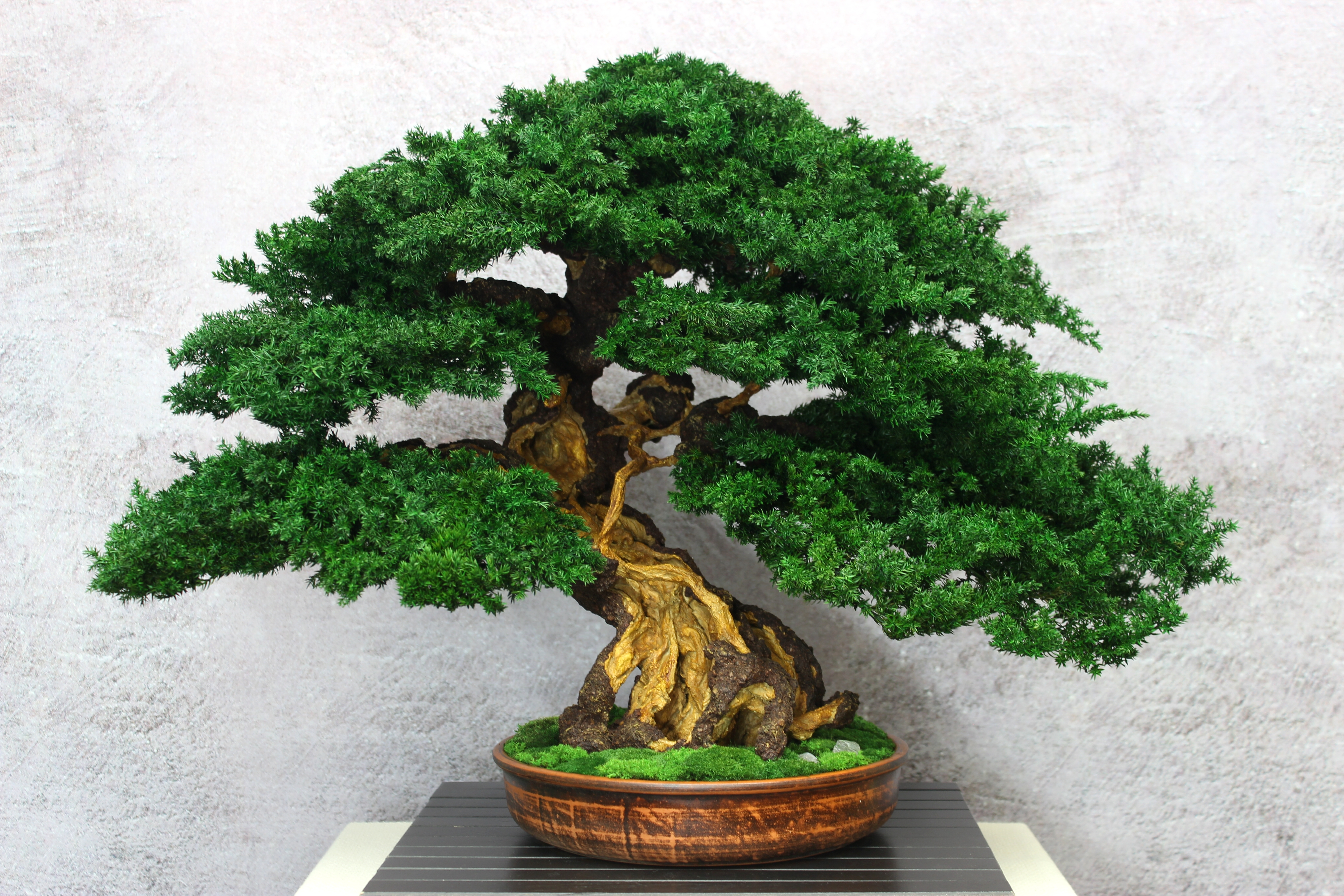 Bonsai Tree in a ceramic pot