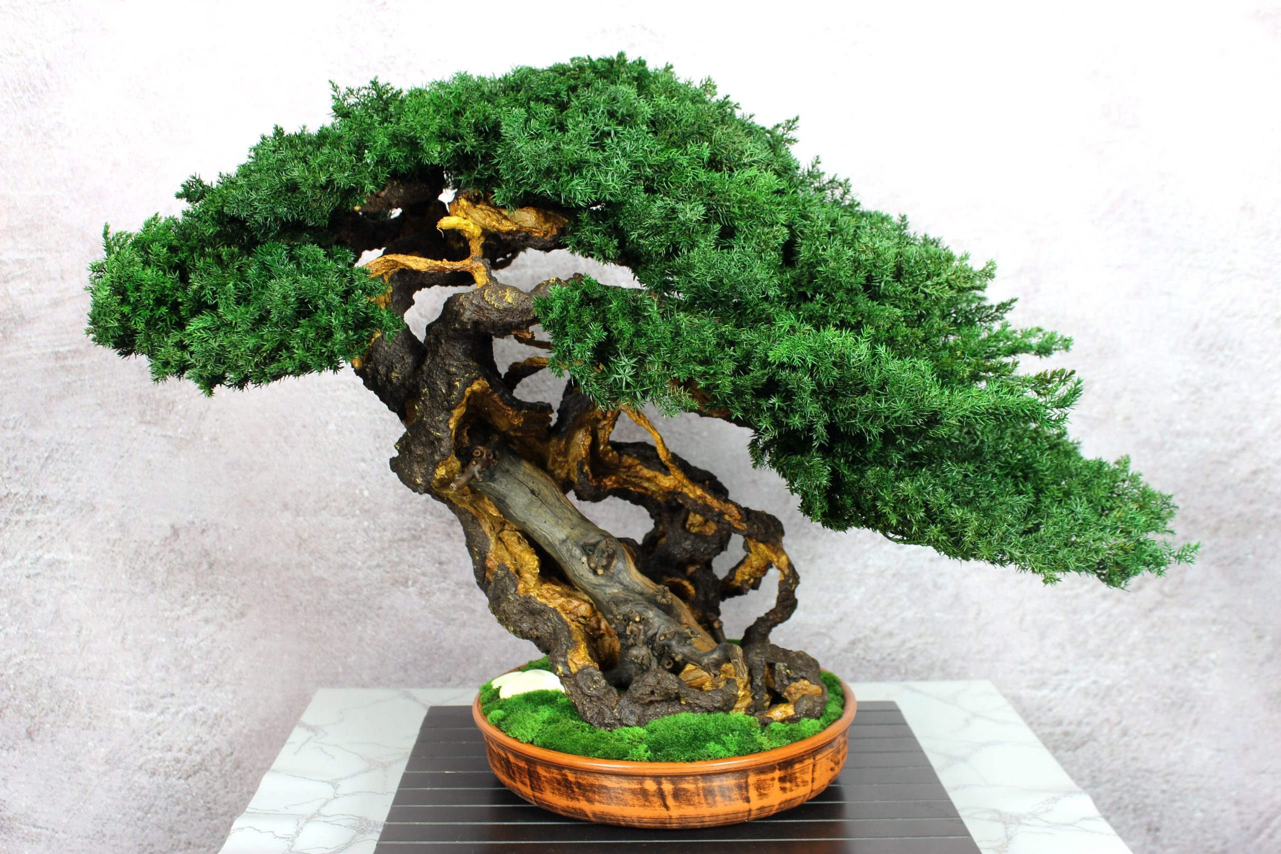 Bonsai tree in a ceramic pot