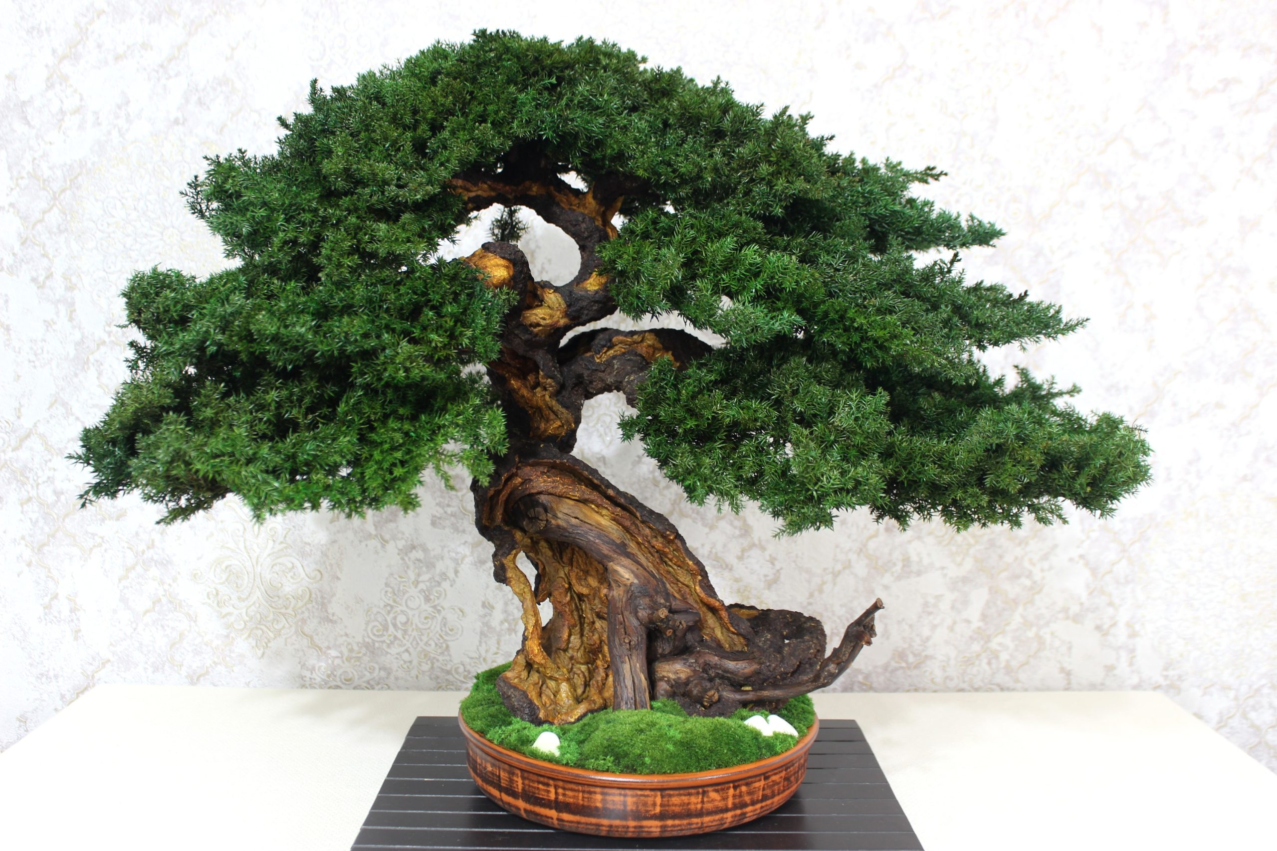 Bonsai Tree in a ceramic pot