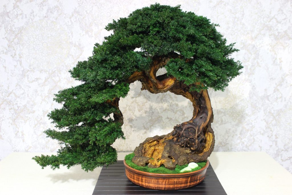 Bonsai Tree in a ceramic pot
