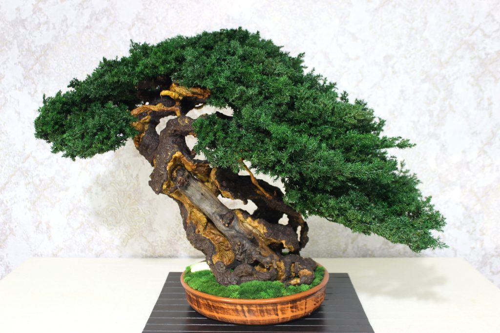 Bonsai Tree in a ceramic pot