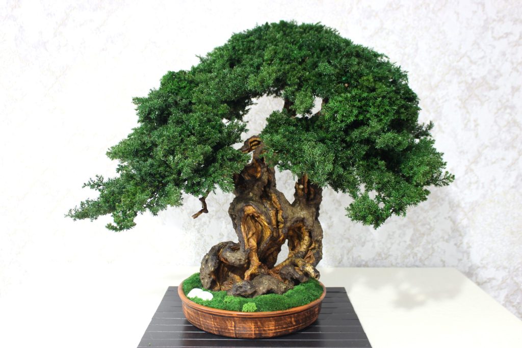 Bonsai Tree in a ceramic pot