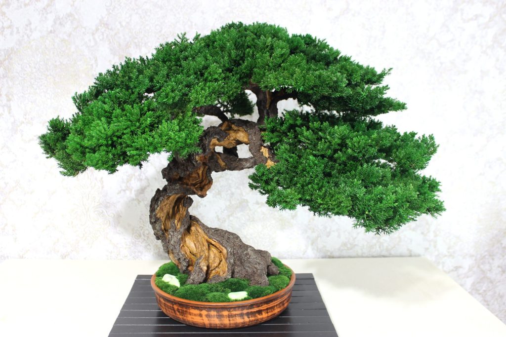 Bonsai Tree in a ceramic pot