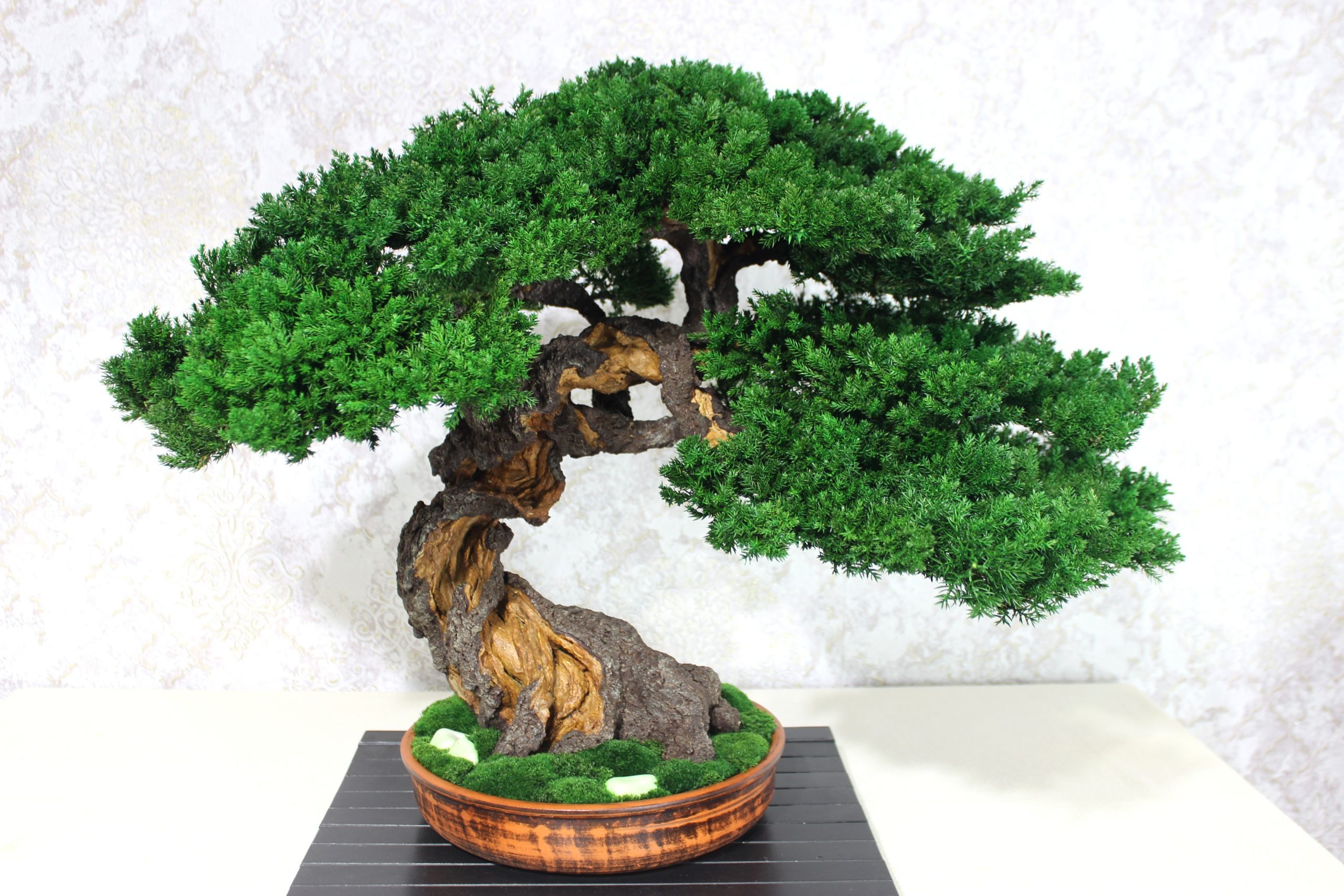 Bonsai Tree in a ceramic pot