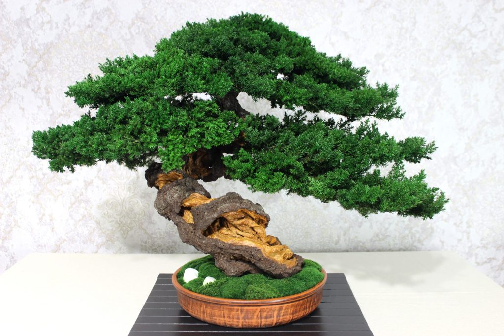 Bonsai Tree in a ceramic pot