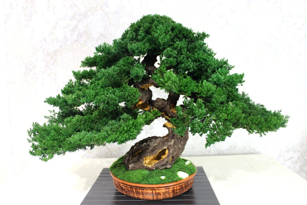 Bonsai tree in a ceramic pot