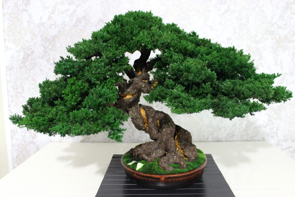 Bonsai tree in a ceramic pot