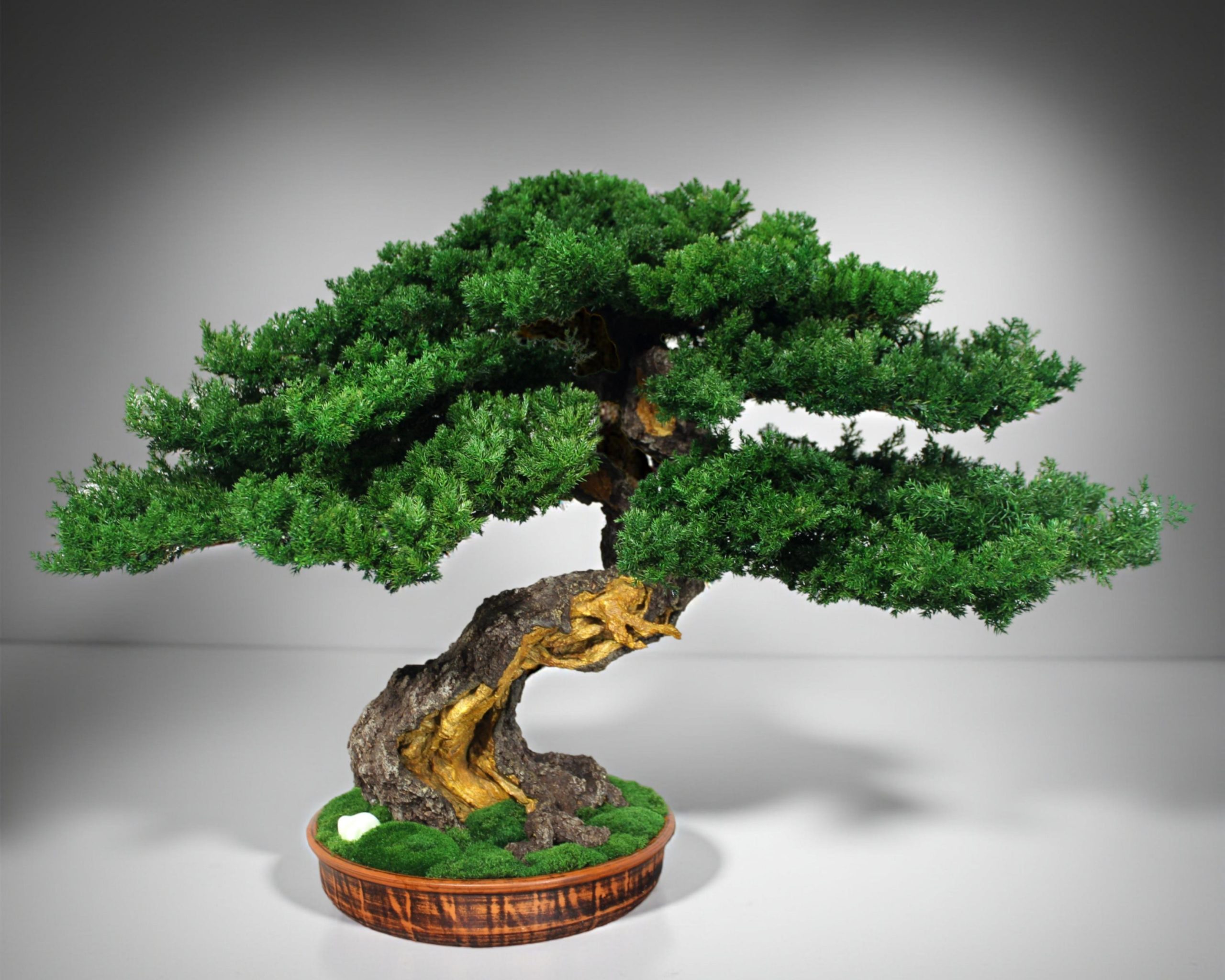 Bonsai Tree in a ceramic pot.