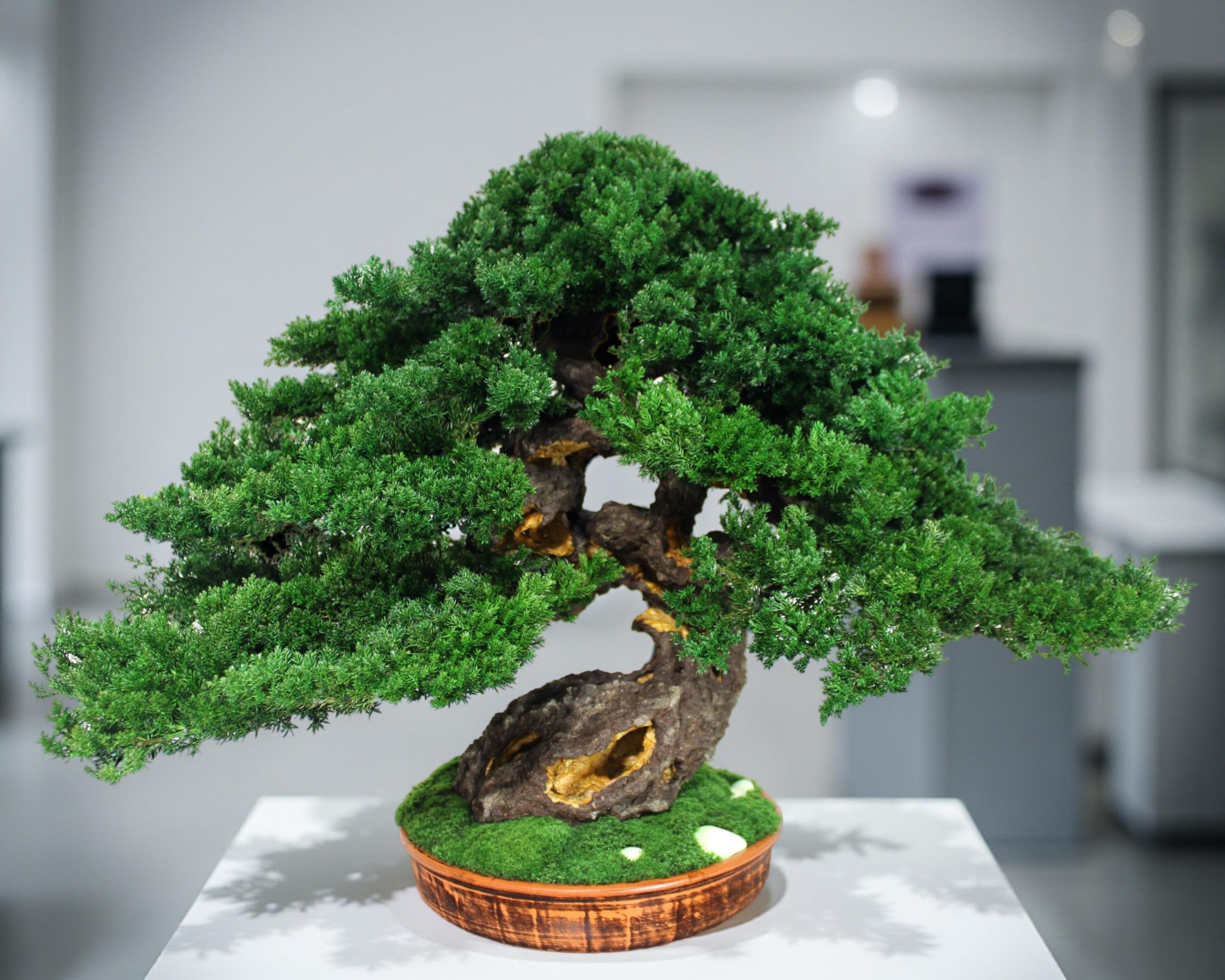 Bonsai Tree in a ceramic pot.