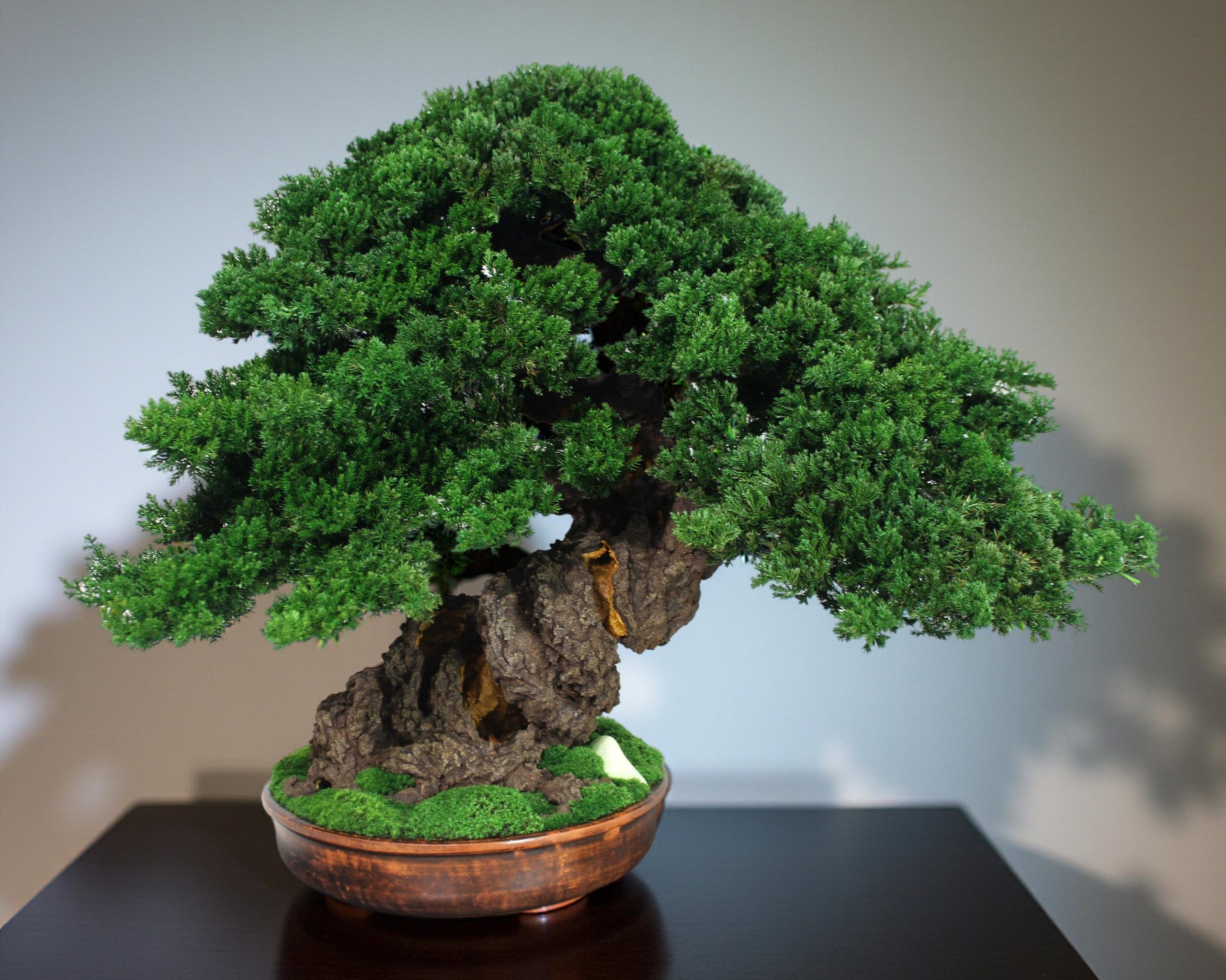 Bonsai Tree in a ceramic pot