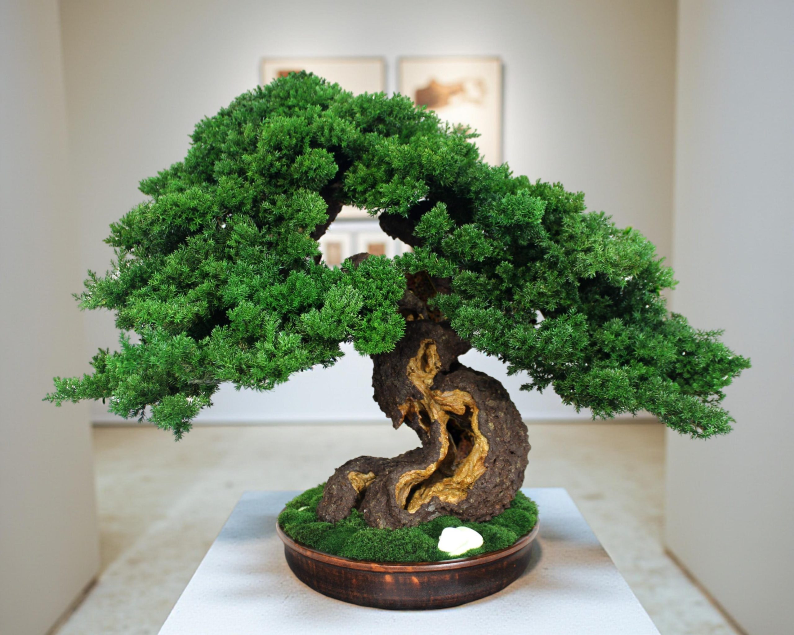 BonsaiTree in a ceramic pot.