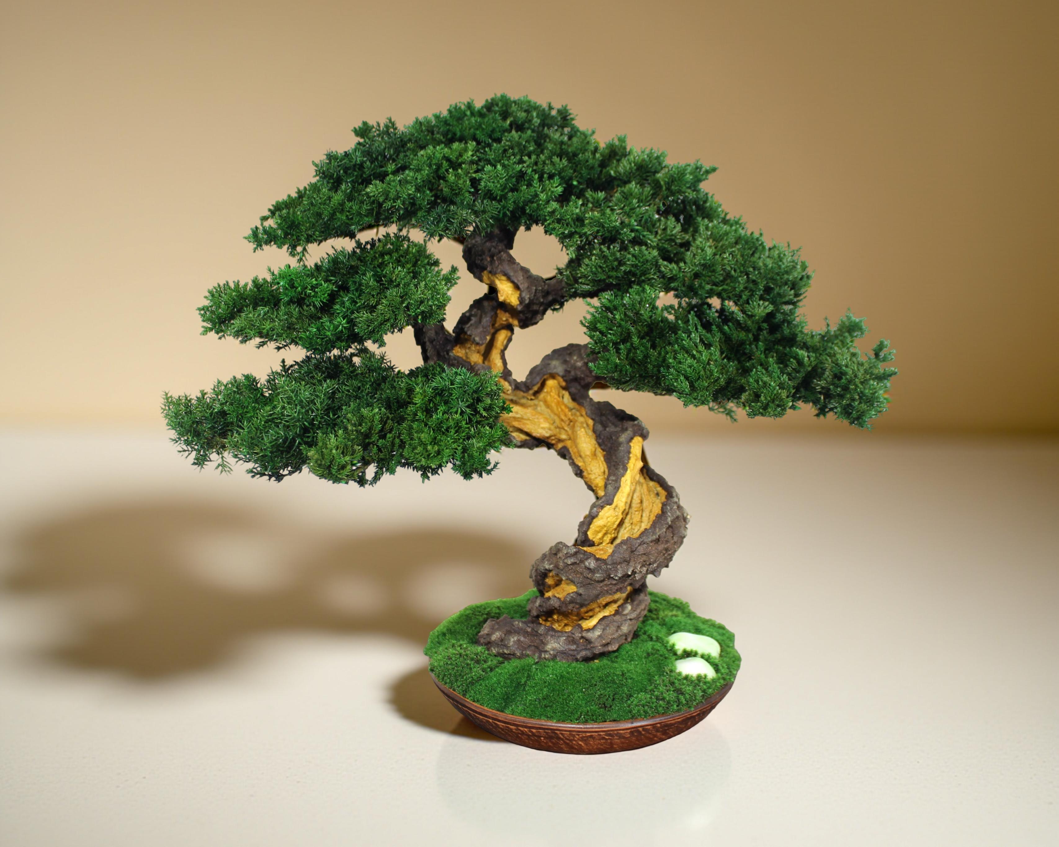 Preserved Bonsai tree in a ceramic pot