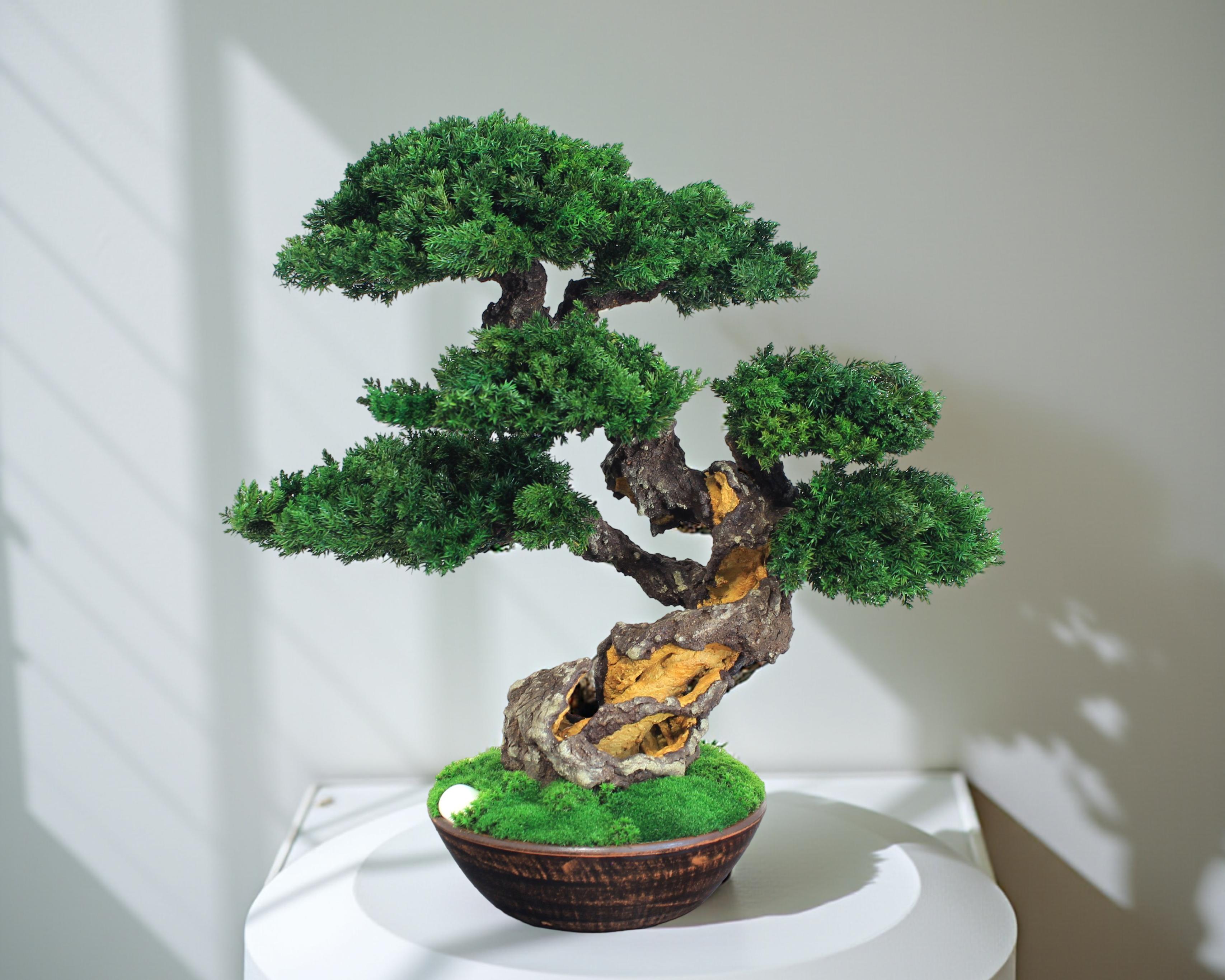 Bonsai tree in a ceramic pot.