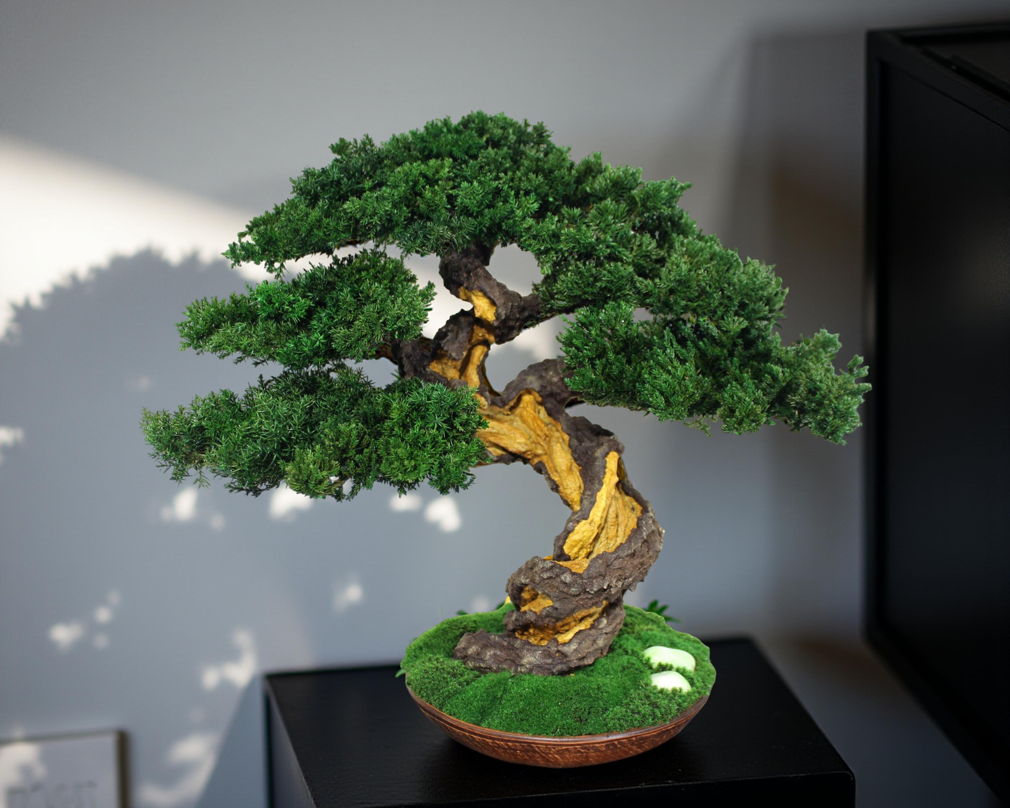 Bonsai Tree in a ceramic pot.