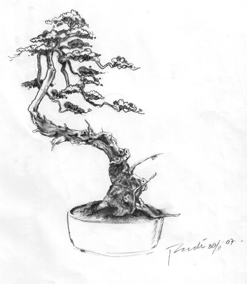 hand drawing of bonsai tree