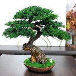 small Bonsai Tree in a ceramic pot