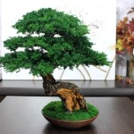 small Bonsai Tree in a ceramic pot