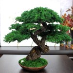 small Bonsai Tree in a ceramic pot