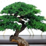 small Bonsai Tree in a ceramic pot