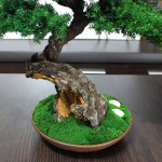small Bonsai Tree in a ceramic pot