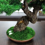 small Bonsai Tree in a ceramic pot