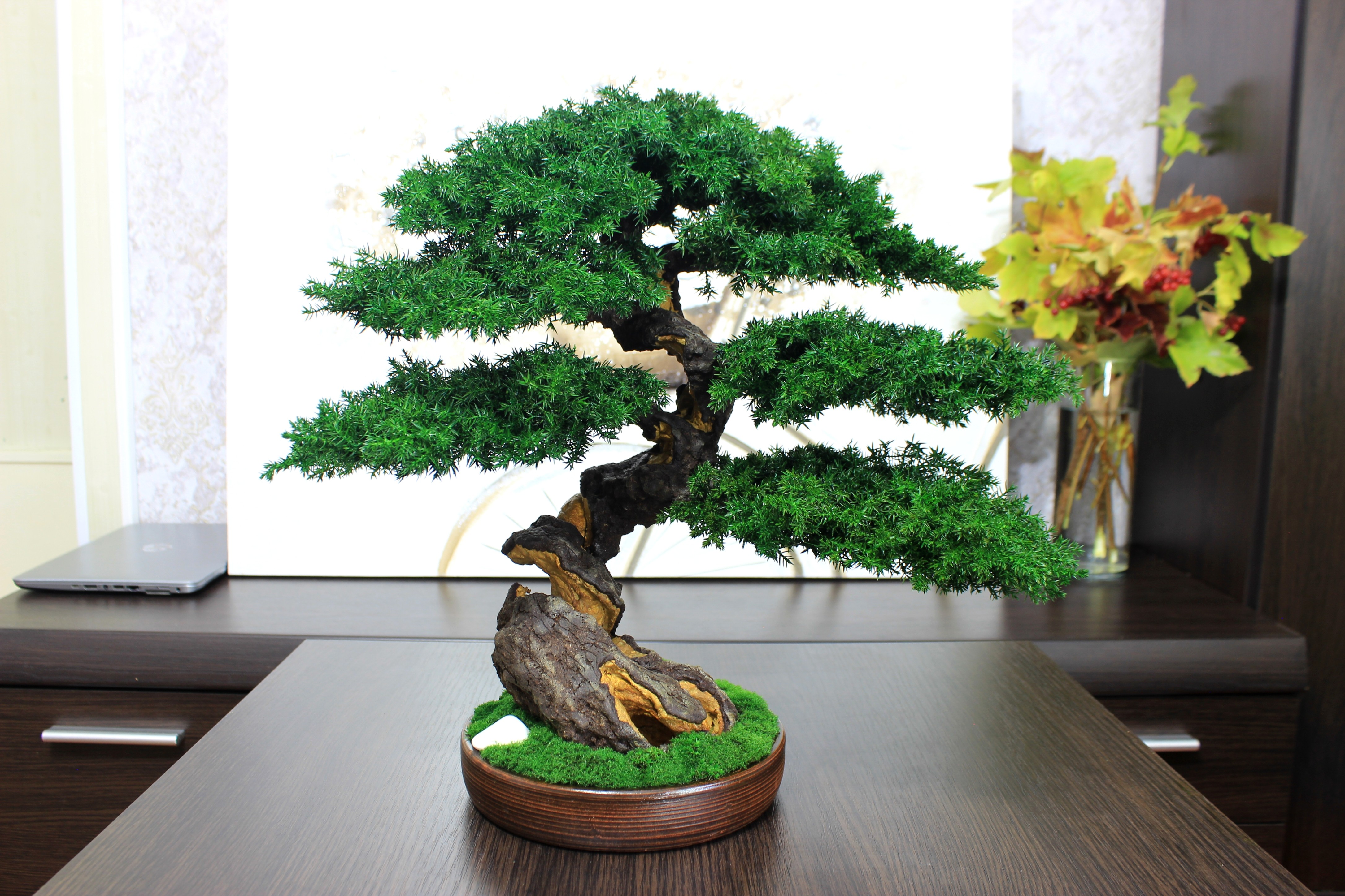 Bonsai tree in a ceramic pot.