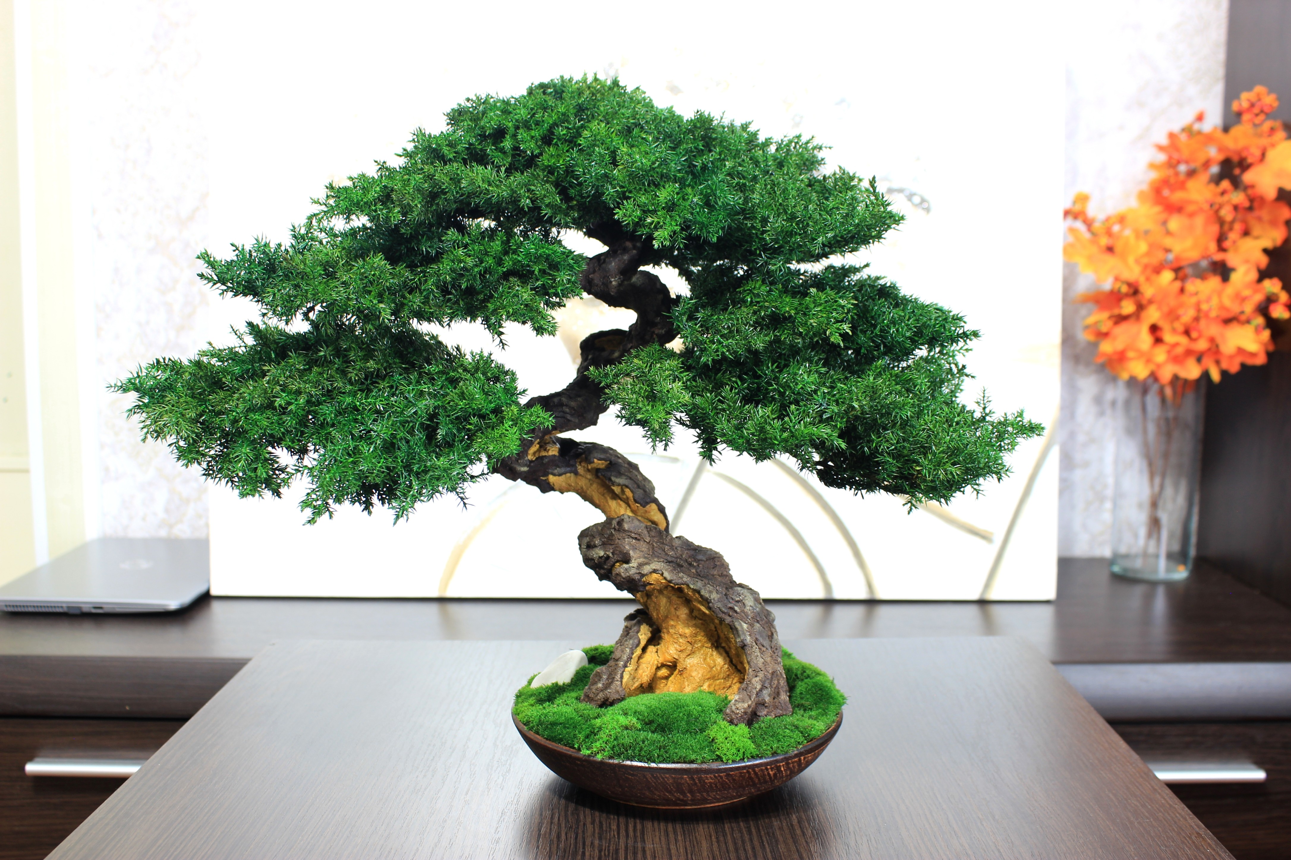 Bonsai Tree in a ceramic pot
