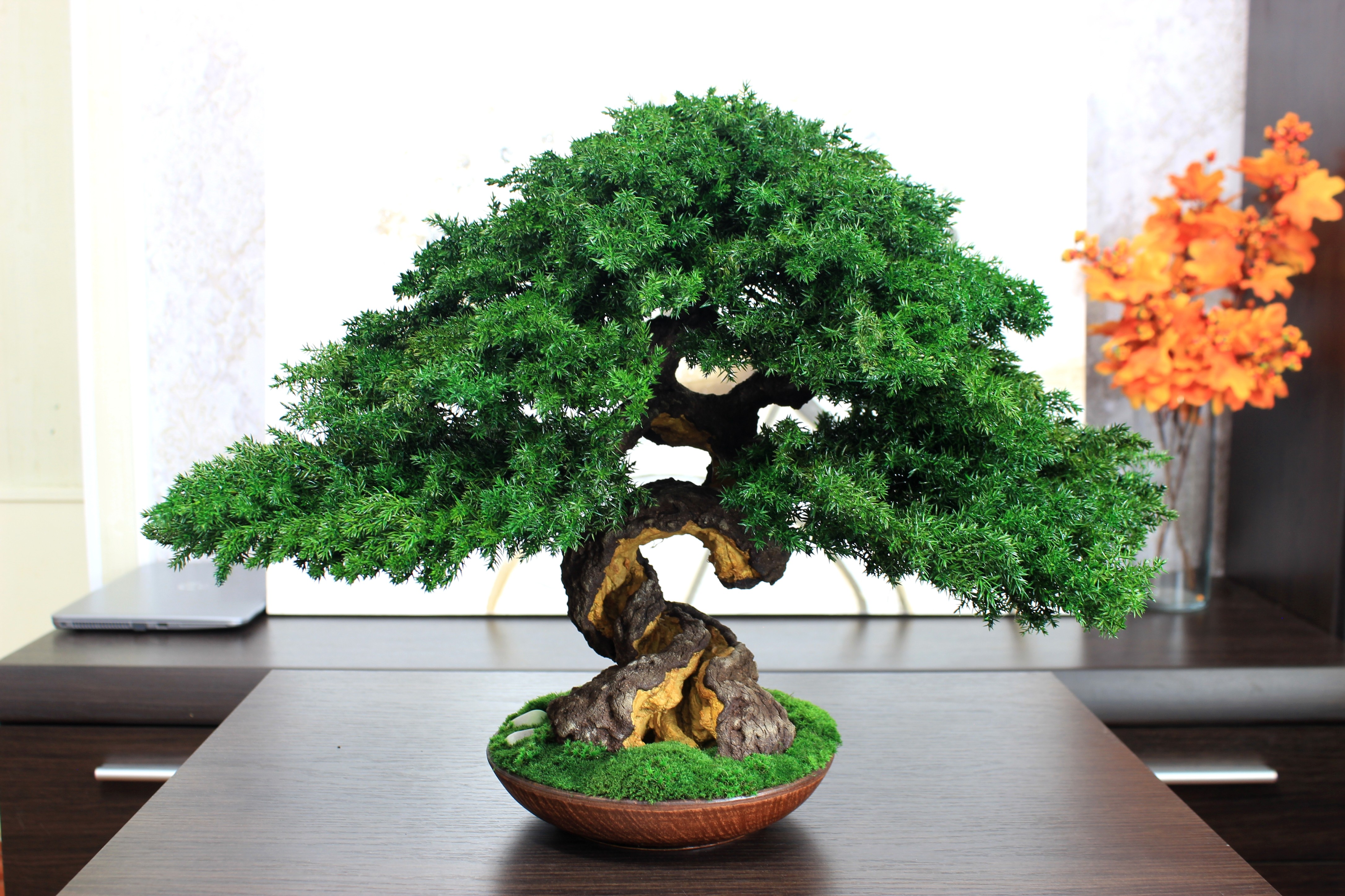 Preserved Bonsai tree in a ceramic pot