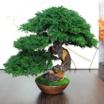 Preserved Bonsai tree in a ceramic pot