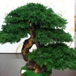 Preserved Bonsai tree in a ceramic pot