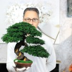 Preserved Bonsai tree in a ceramic pot