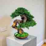 A meticulously crafted bonsai tree with vibrant green foliage and a twisted, textured trunk. The tree sits in a brown ceramic pot with a bed of green moss.