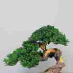 A meticulously crafted bonsai tree with vibrant green foliage and a twisted, textured trunk. The tree sits in a brown ceramic pot with a bed of green moss.