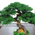 Bonsai tree in a ceramic pot.