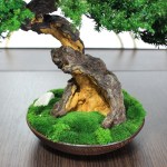 Bonsai tree in a ceramic pot.