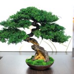 Bonsai tree in a ceramic pot.