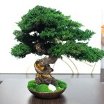 Bonsai tree in a ceramic pot.