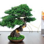 Bonsai tree in a ceramic pot.