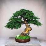 bonsai tree office decor desk decoration 38 cm