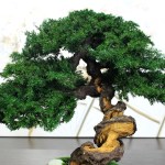 bonsai tree close up natural texture 38 cm