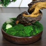 Juniper preserved bonsai tree moss detail